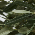 Los guardianes naturales del olivar: aliados que ayudan a proteger nuestros frutos